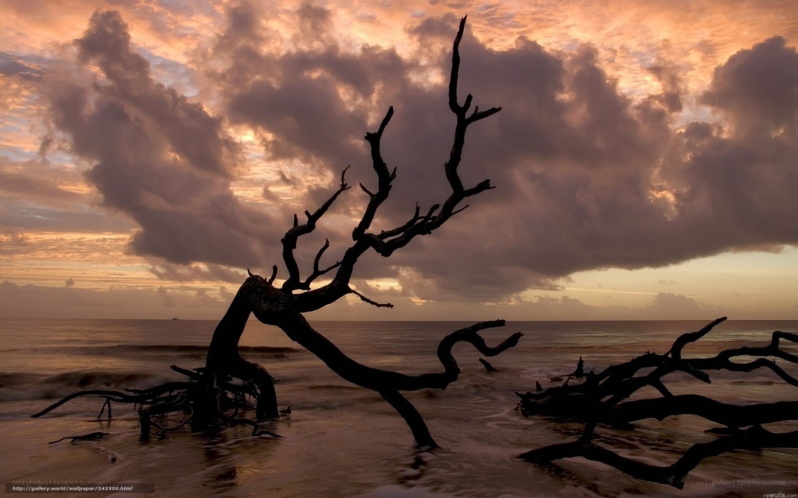 Driftwood at sunset on the beach