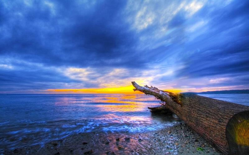 Driftwood at sunset on the shore