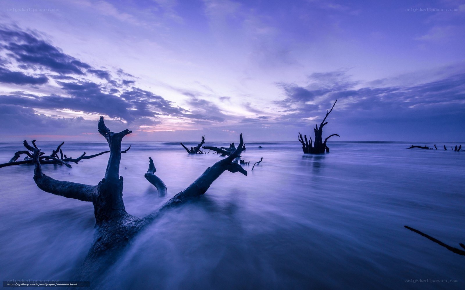 Driftwood at twilight