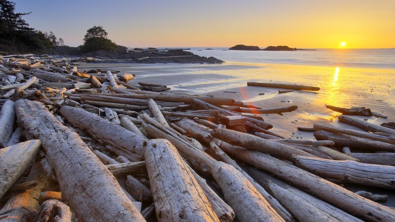 Driftwood beach at sunset