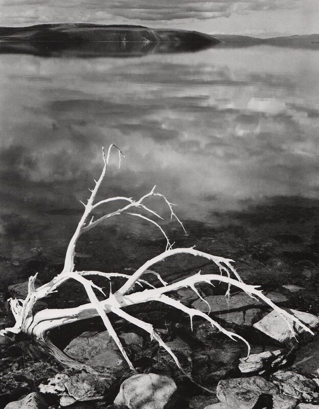 Driftwood by a lake