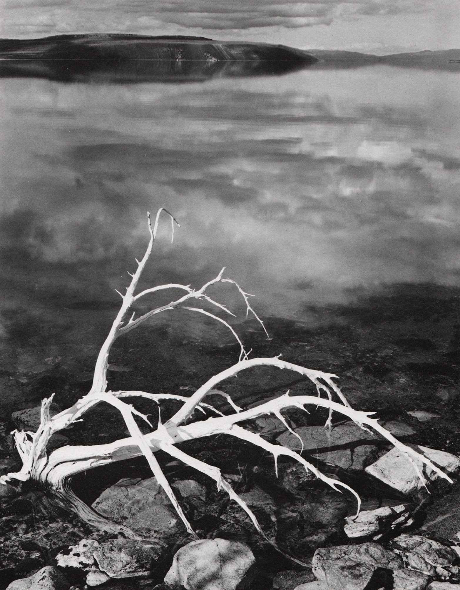Driftwood by a lake