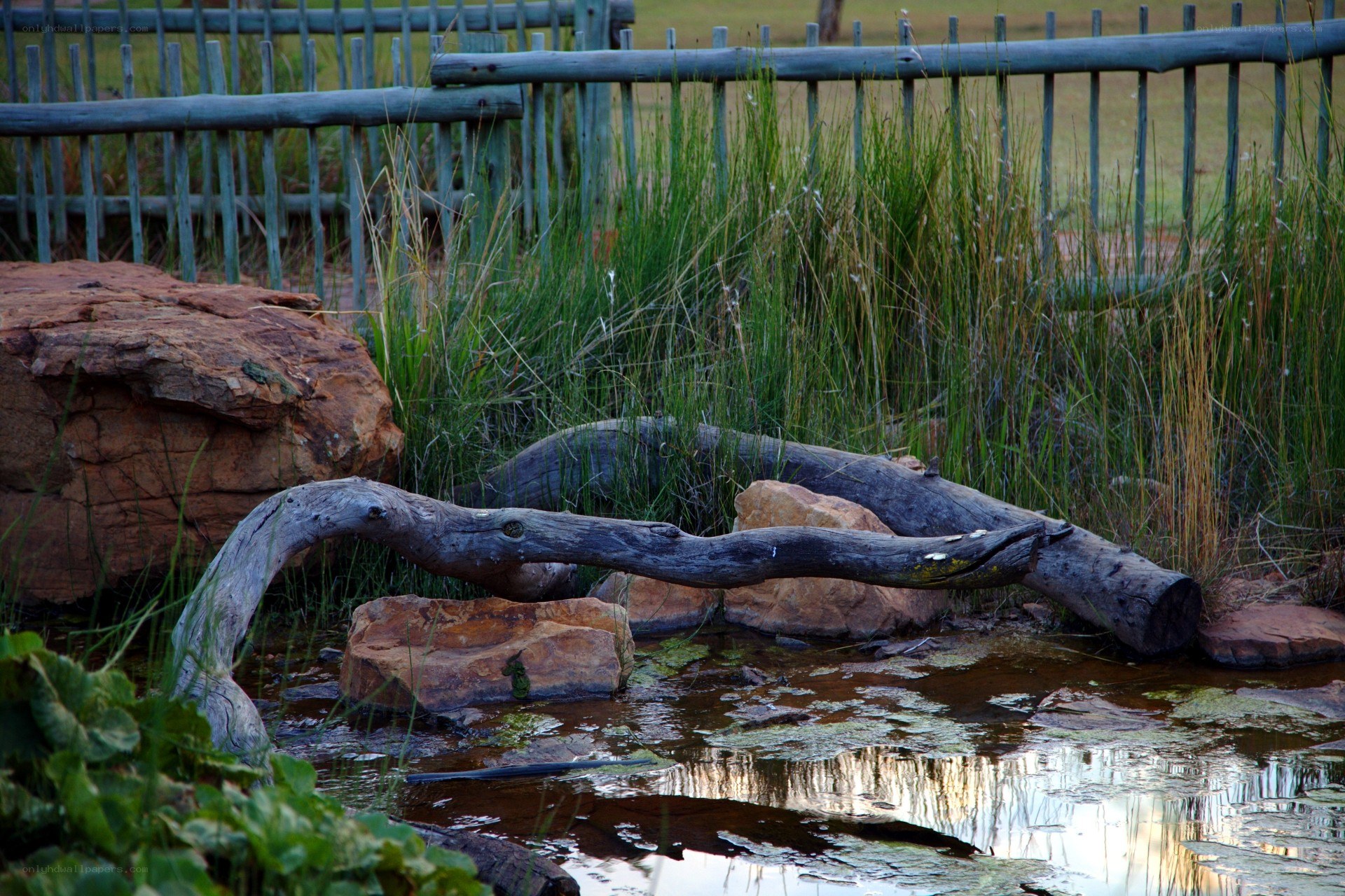 Driftwood by a pond