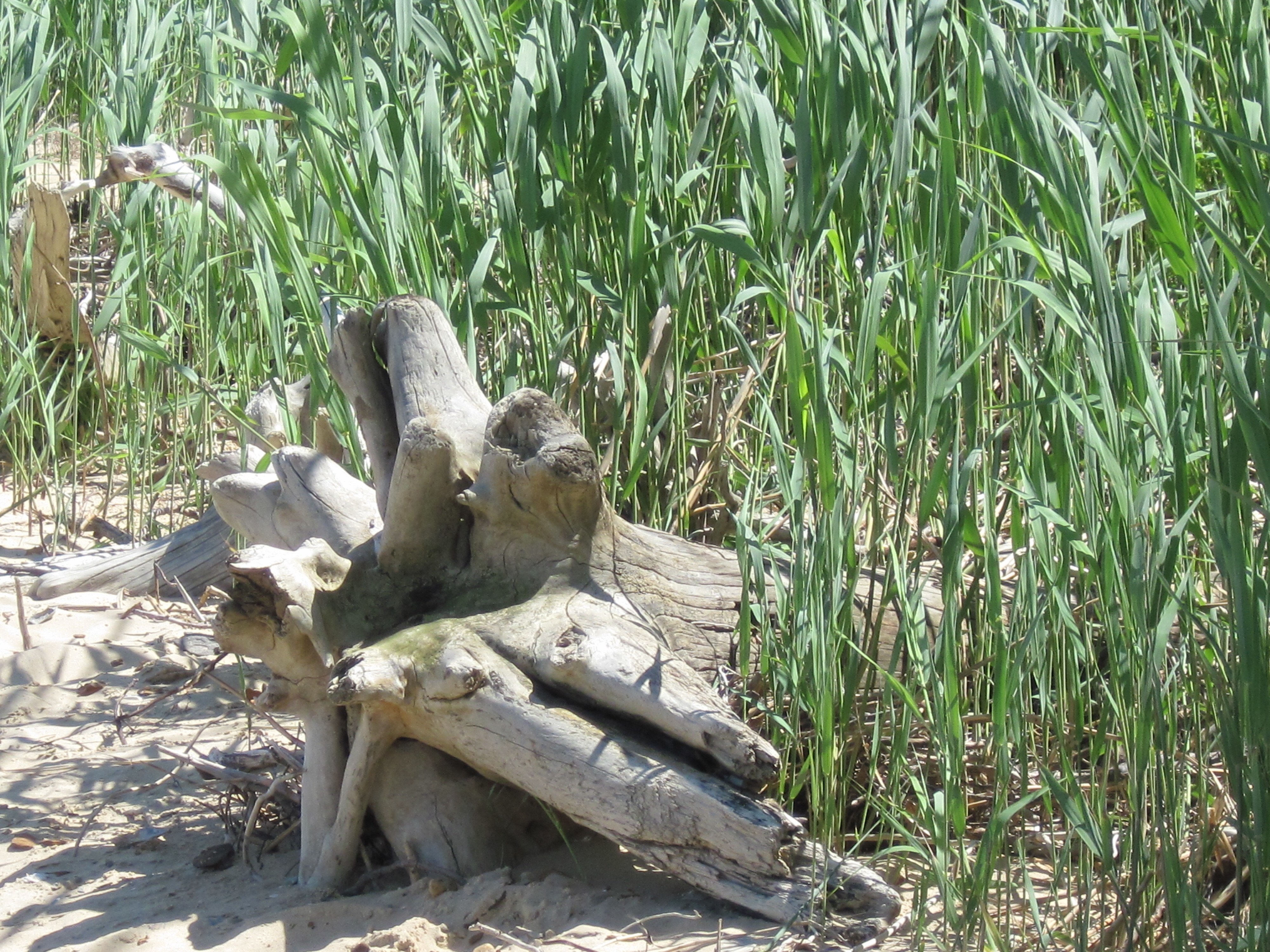 Driftwood by reeds