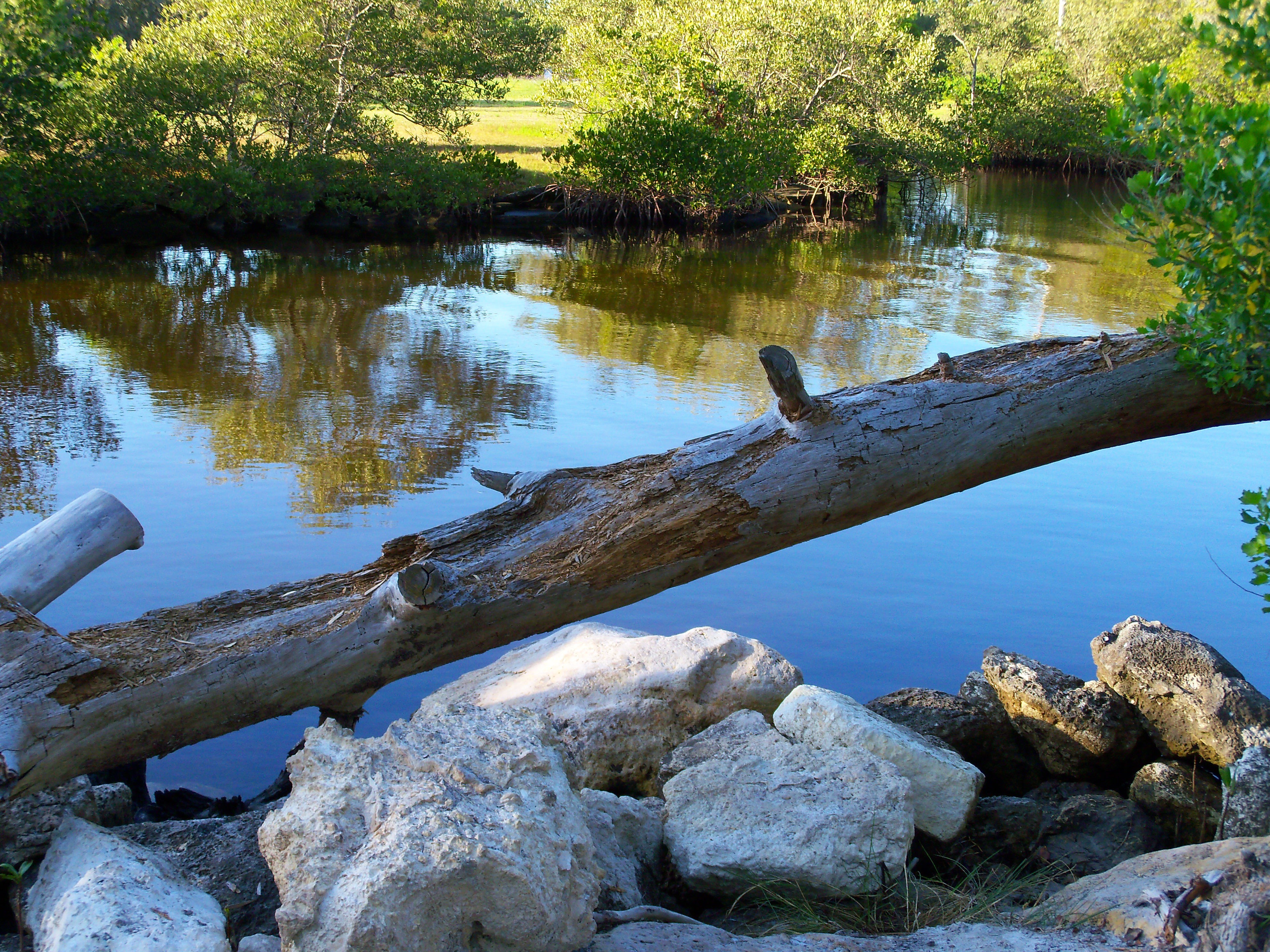 Driftwood by the water