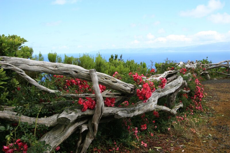 Driftwood Fence with Roses