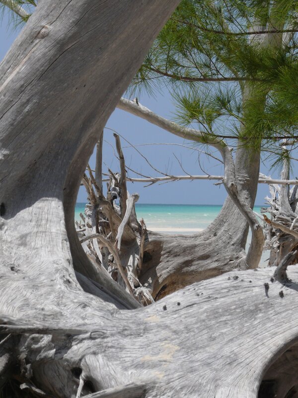 Driftwood framing a beach view