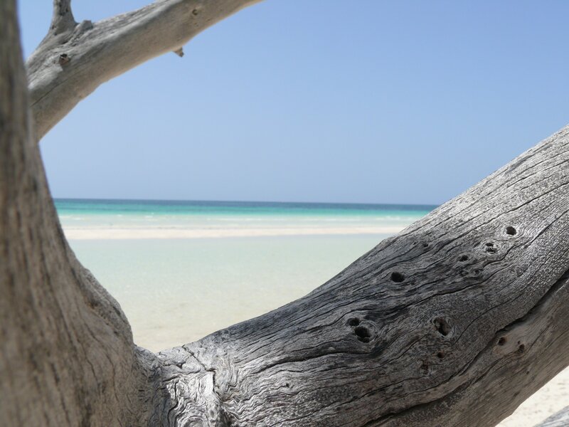 Driftwood Framing Beach