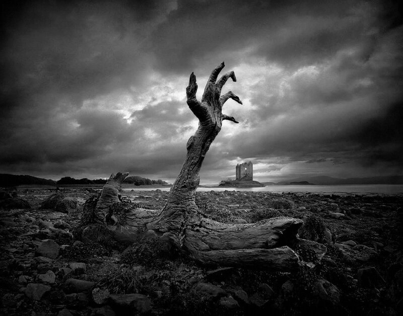Driftwood Hand on Shore