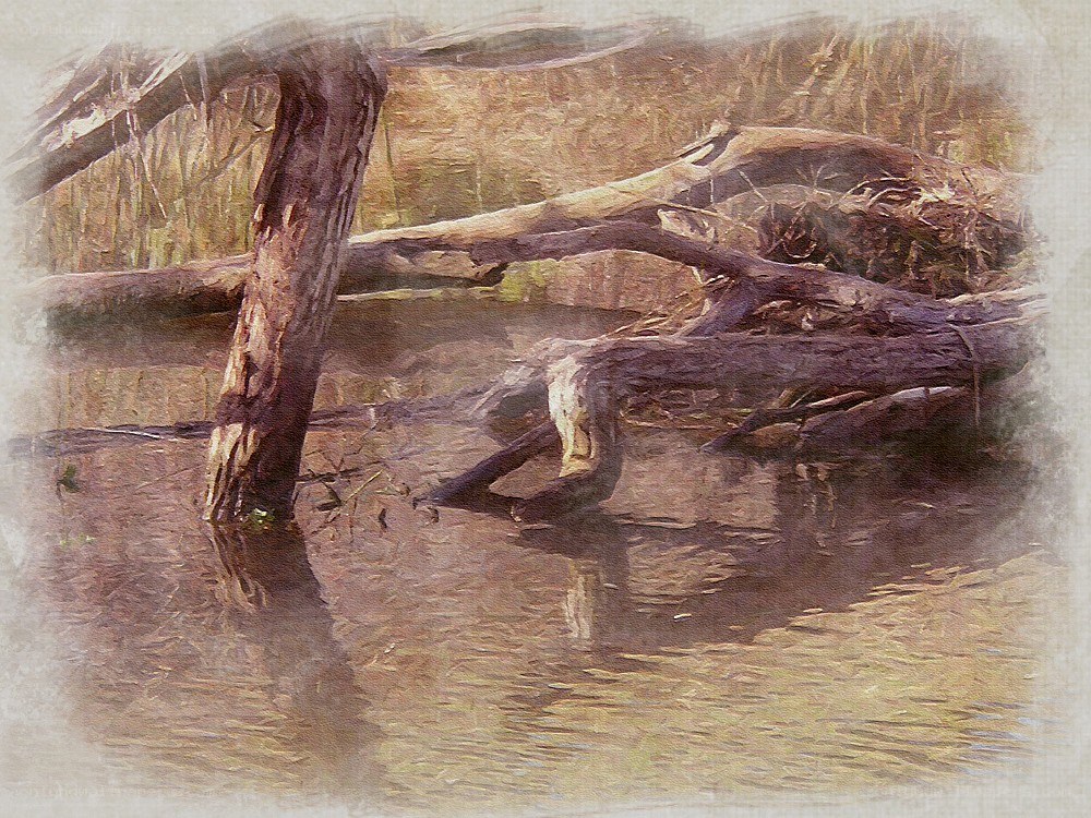 Driftwood in a calm stream