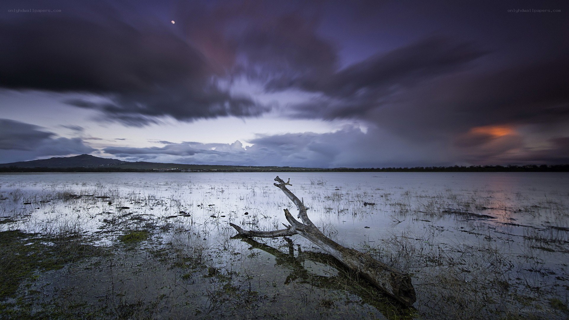 Driftwood in a flooded marsh
