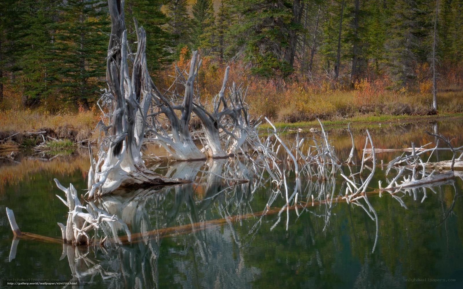 Driftwood in a forest lake
