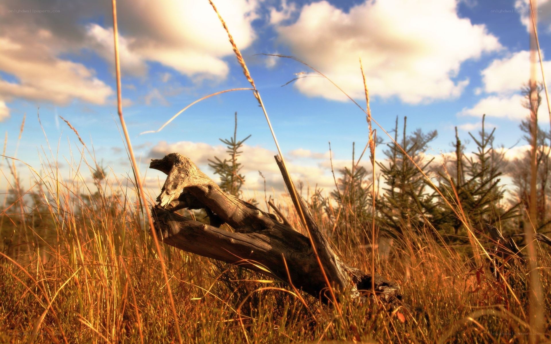 Driftwood in a grassy field