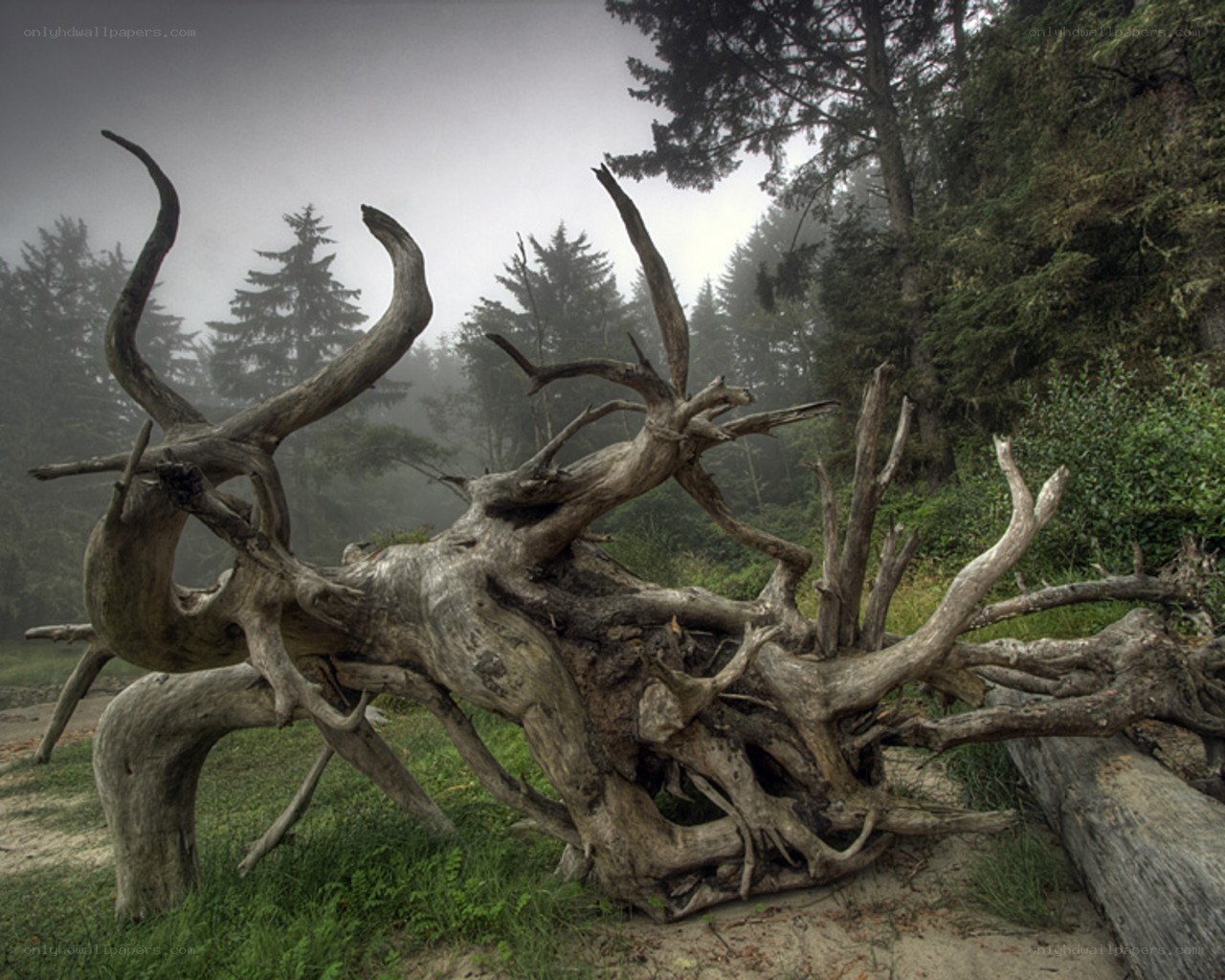 Driftwood in a misty forest