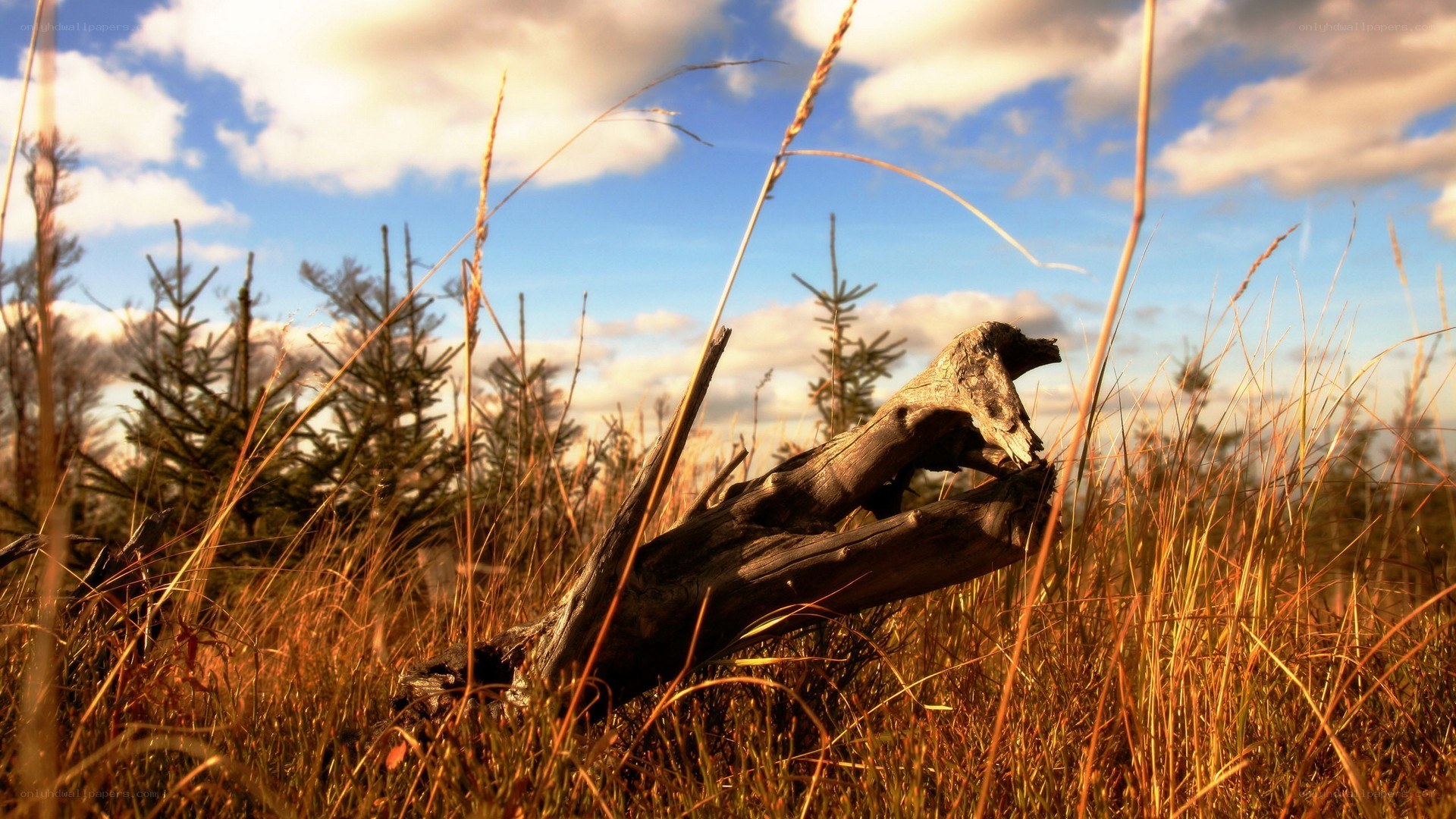 Driftwood in a sunlit meadow