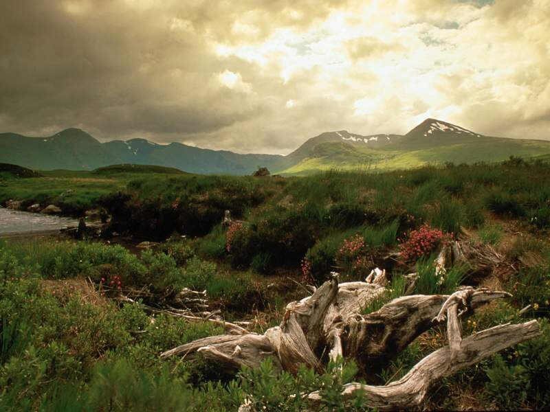 Driftwood in a Valley