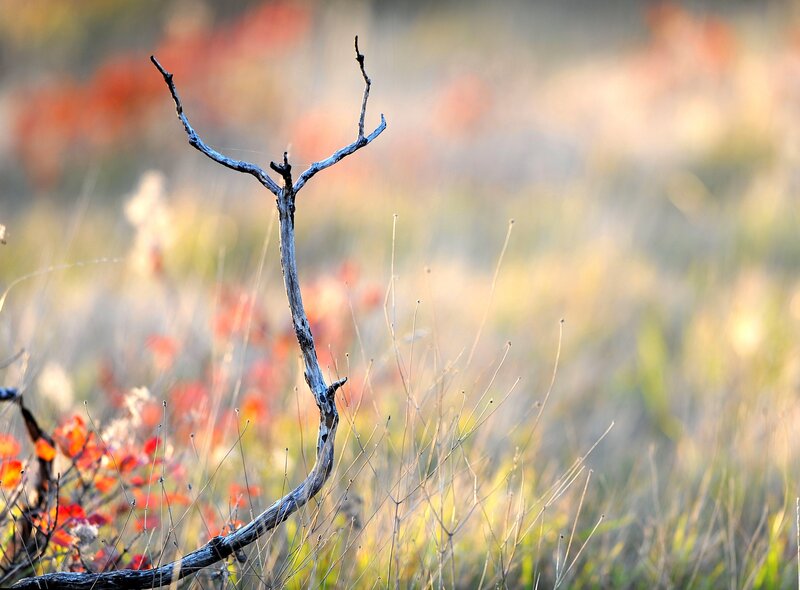 Driftwood in autumn field