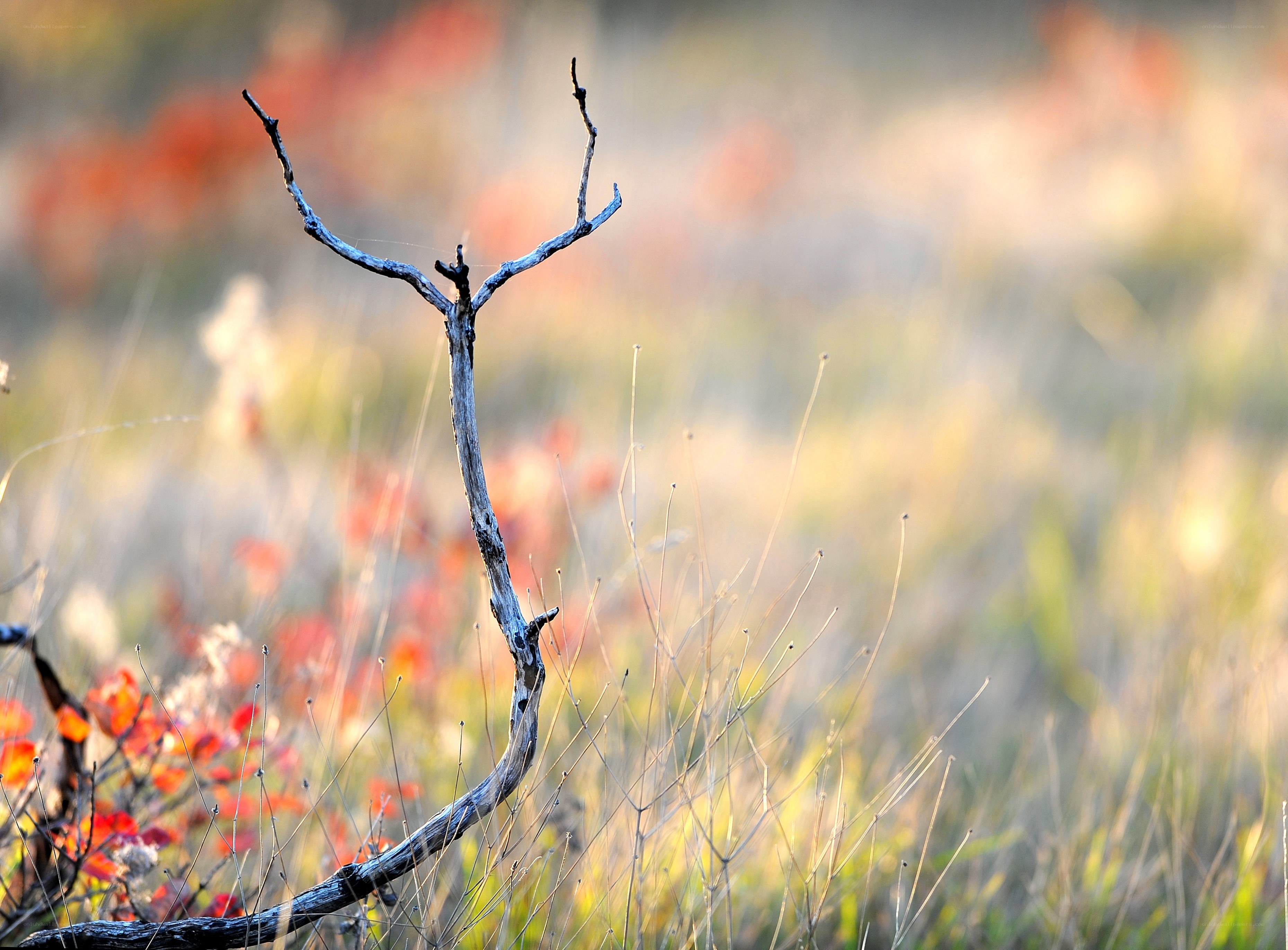 Driftwood in autumn field