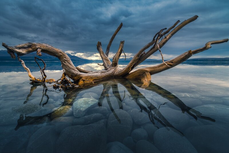 Driftwood in Calm Water — Blue, Dramatic