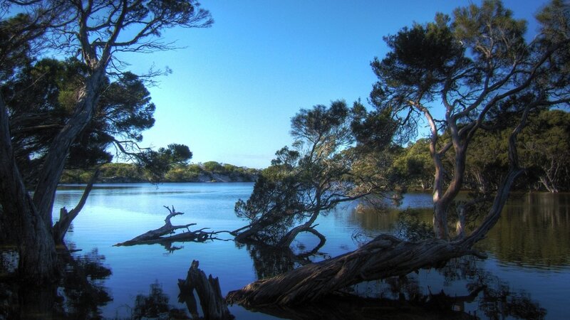 Driftwood in Calm Water — Blue, Serene