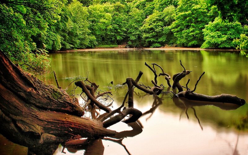Driftwood in Calm Water — Green