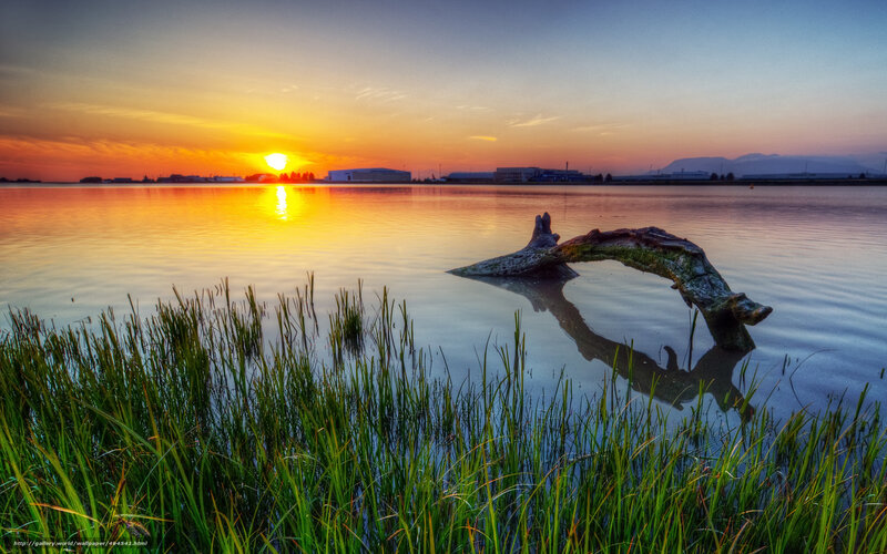 Driftwood in Calm Water — Orange, Serene