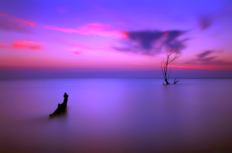 Driftwood in Calm Water