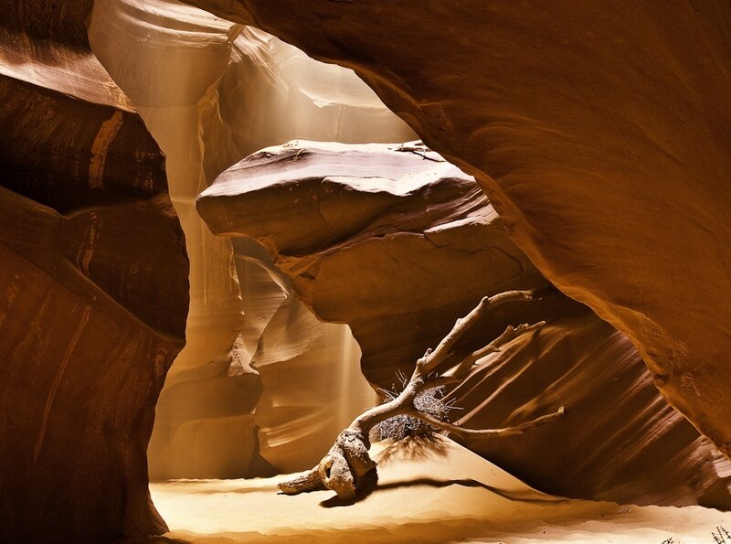 Driftwood in Canyon