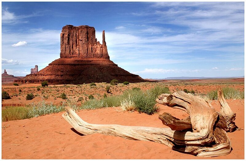 Driftwood in Desert