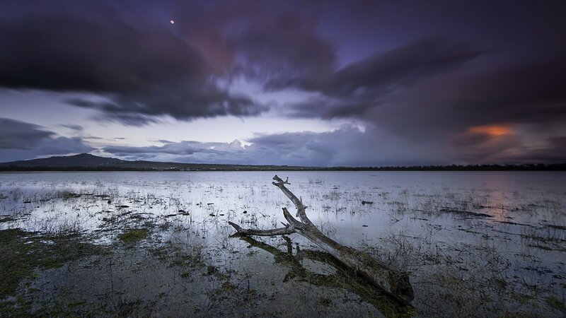 Driftwood in Flooded Field — Purple