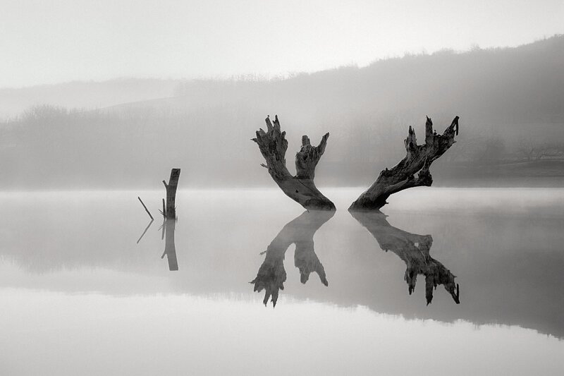 Driftwood in Foggy Lake