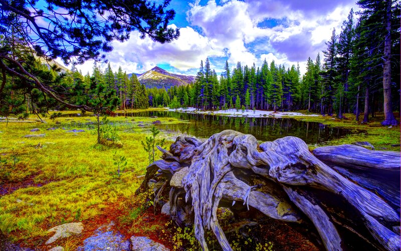 Driftwood in Forest Lake