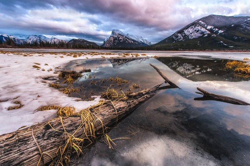 Driftwood in Frozen Lake