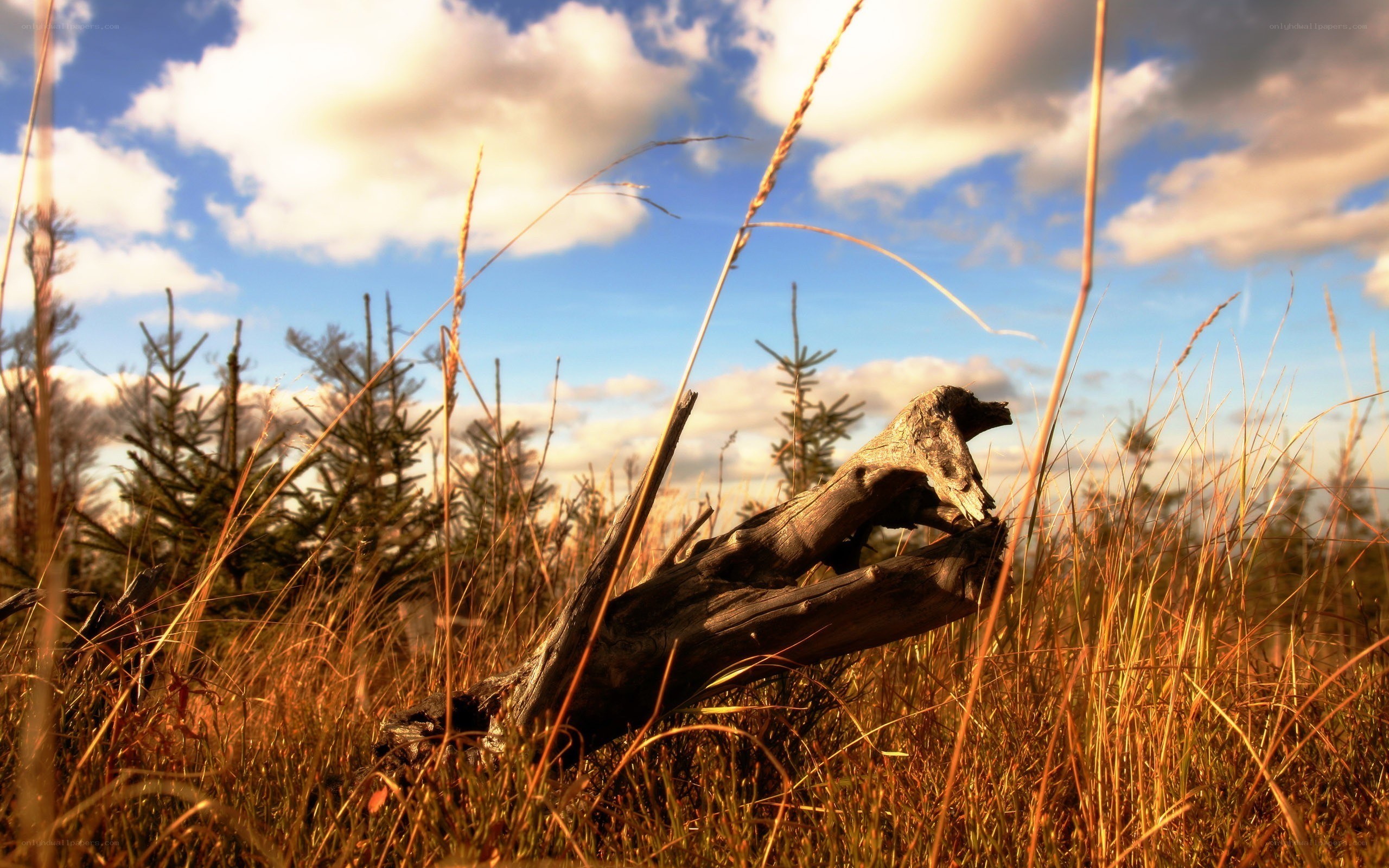 Driftwood in golden grass
