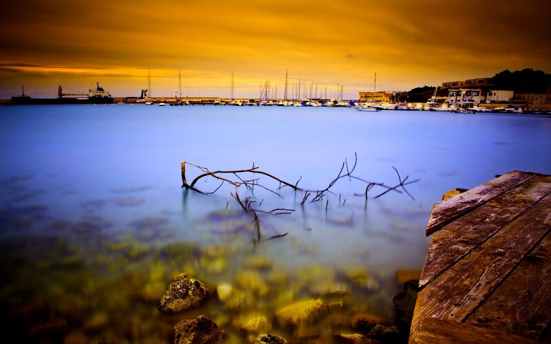 Driftwood in Harbor
