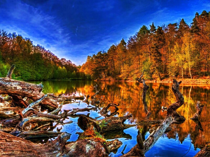Driftwood in Lake — Blue, Dramatic, Autumn
