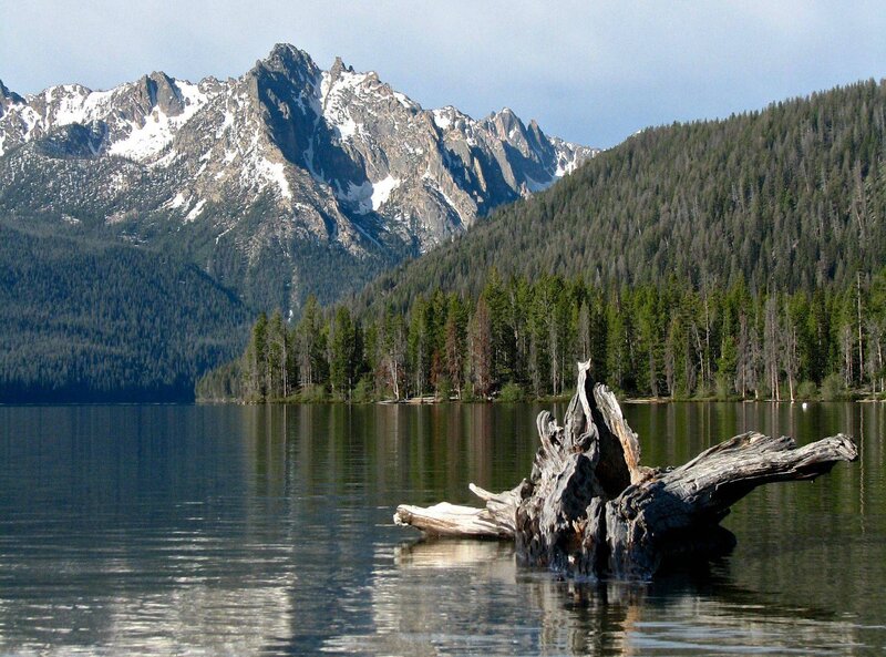 Driftwood in Lake — Blue, Serene, Afternoon, Photograph