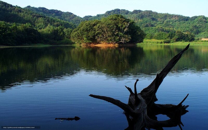 Driftwood in Lake — Blue, Serene, Afternoon, Photograph, Trees