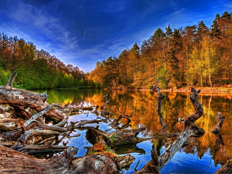Driftwood in Lake — Blue