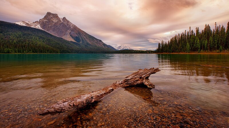 Driftwood in Lake — Green, Serene