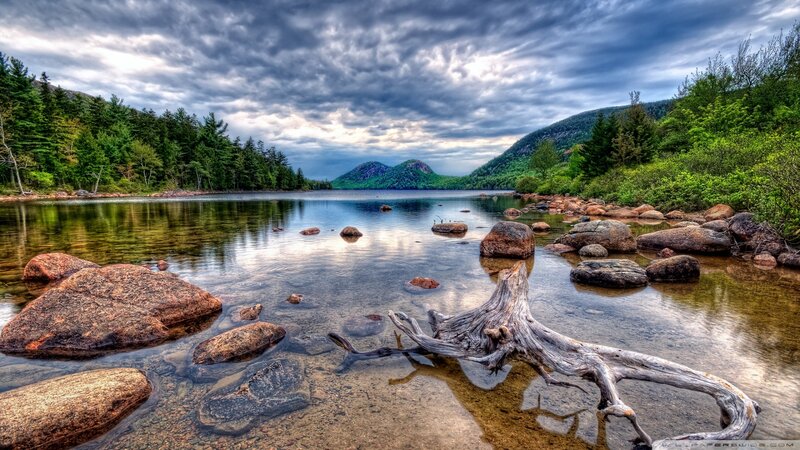 Driftwood in Lake — Green