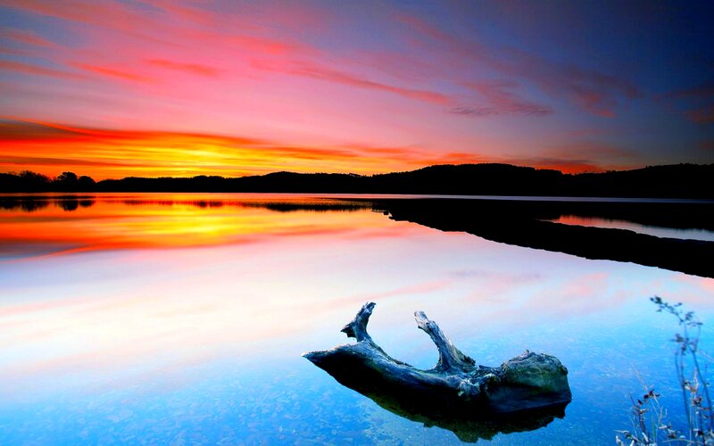Driftwood in Lake — Orange