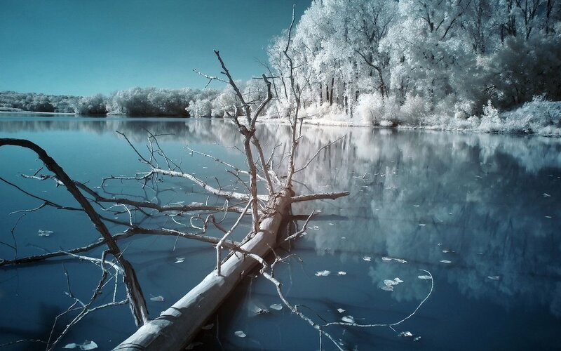 Driftwood in Lake — Serene