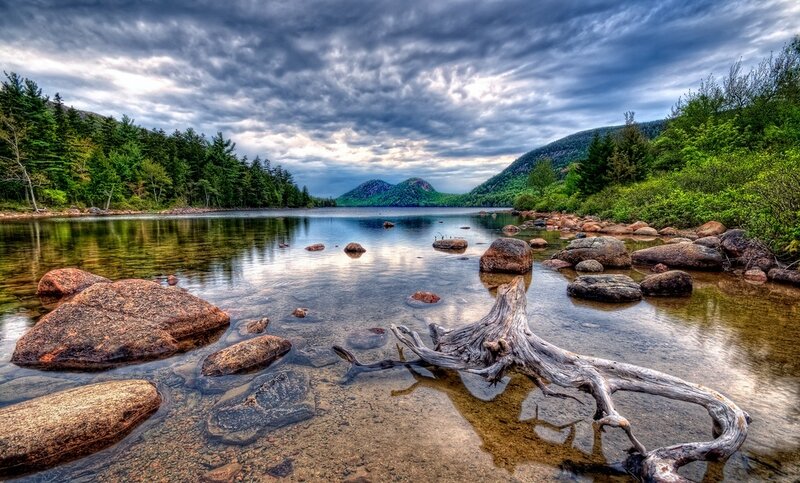 Driftwood in Lake