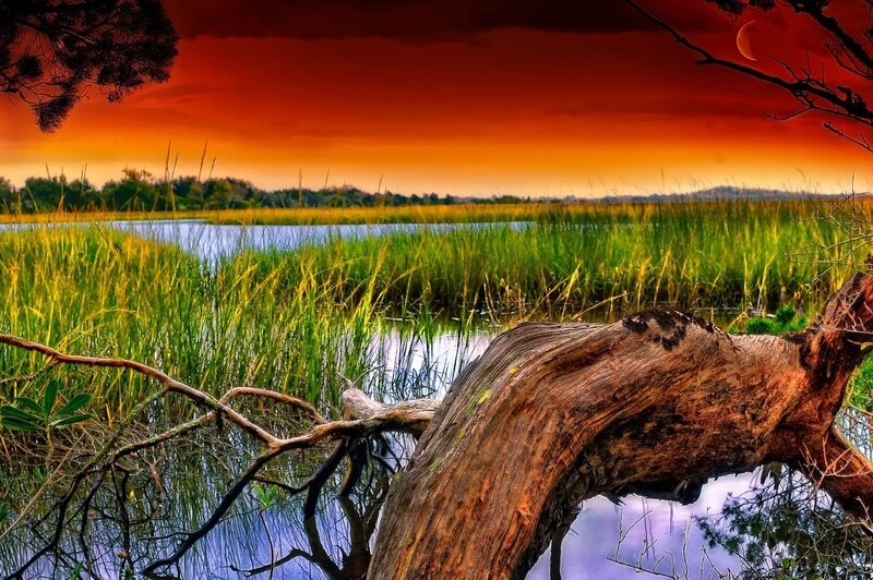 Driftwood in Marsh — Orange