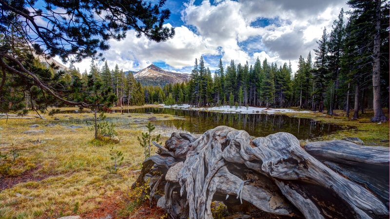 Driftwood in Mountain Lake — Green