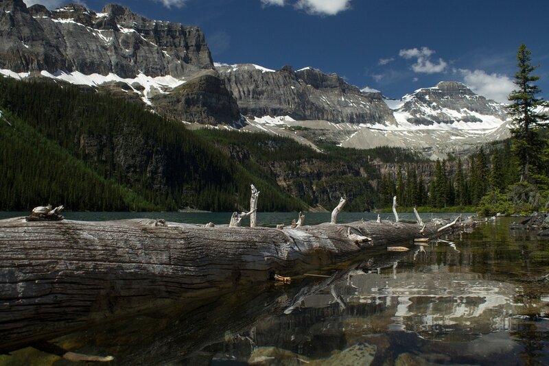 Driftwood in Mountain Lake