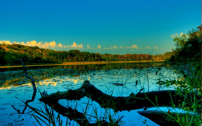 Driftwood in Pond
