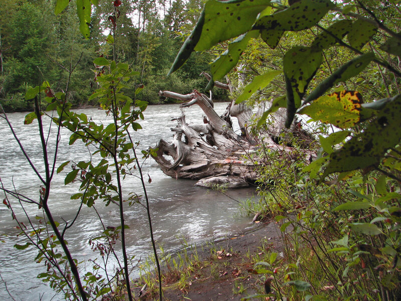 Driftwood in River — Green