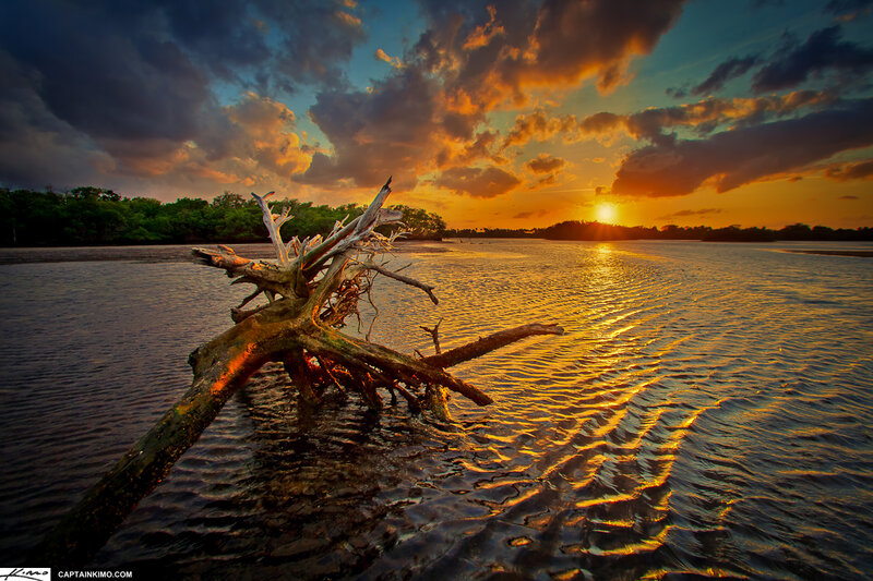 Driftwood in River — Orange